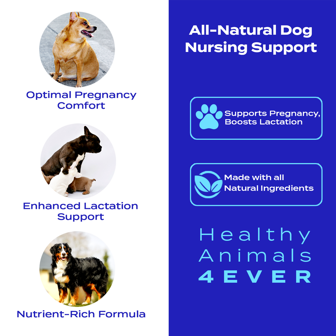 HEALTHY ANIMALS 4EVER - NURSING SUPPORT FOR DOGS Six Pack- Save 50%