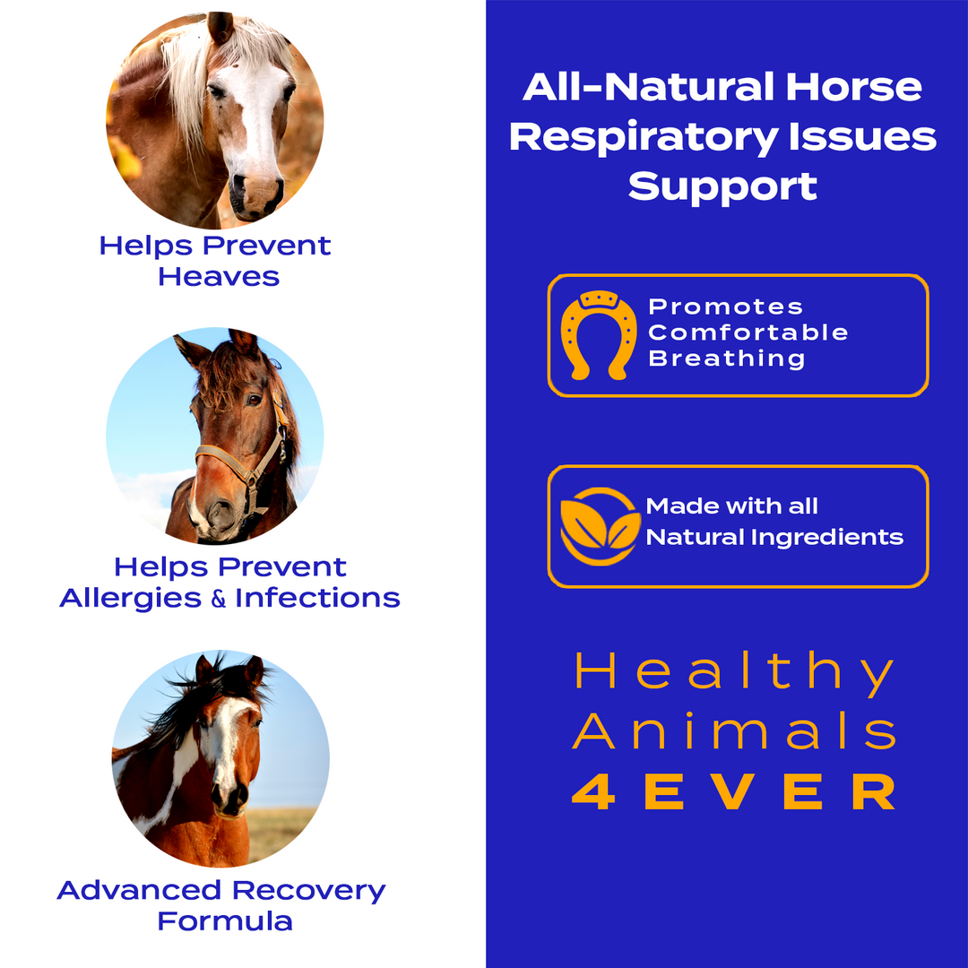 HORSE RESPIRATORY ISSUES SUPPORT Six Pack- Save 50%