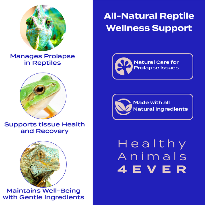 Reptile Wellness Support: Natural Care for Prolapse Issues Six Pack- Save 50%