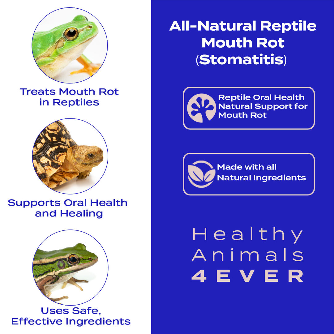 Reptile Oral Health: Natural Support for Mouth Rot