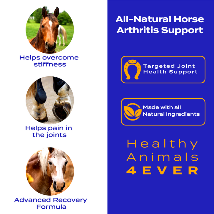 HORSE ARTHRITIS PRODUCT Six Pack- Save 50%