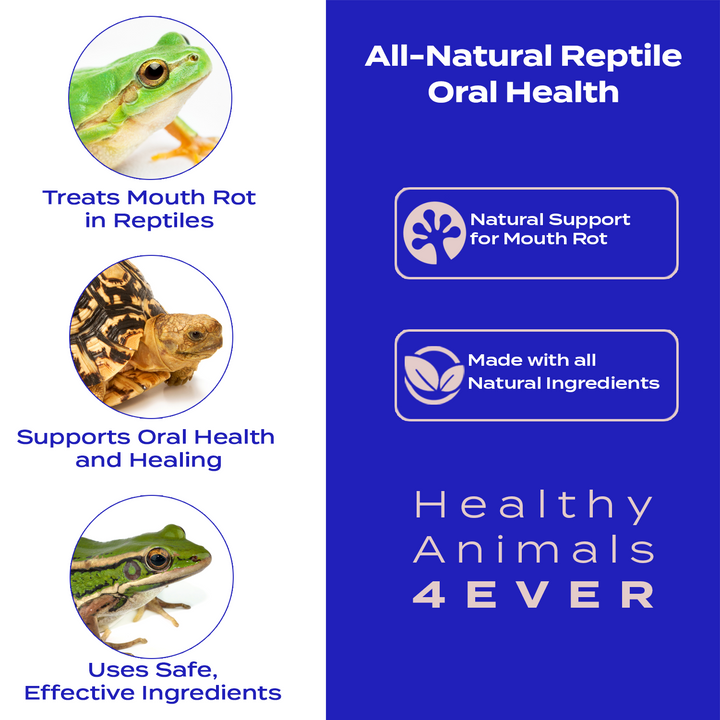 Reptile Oral Health: Natural Support for Mouth Rot