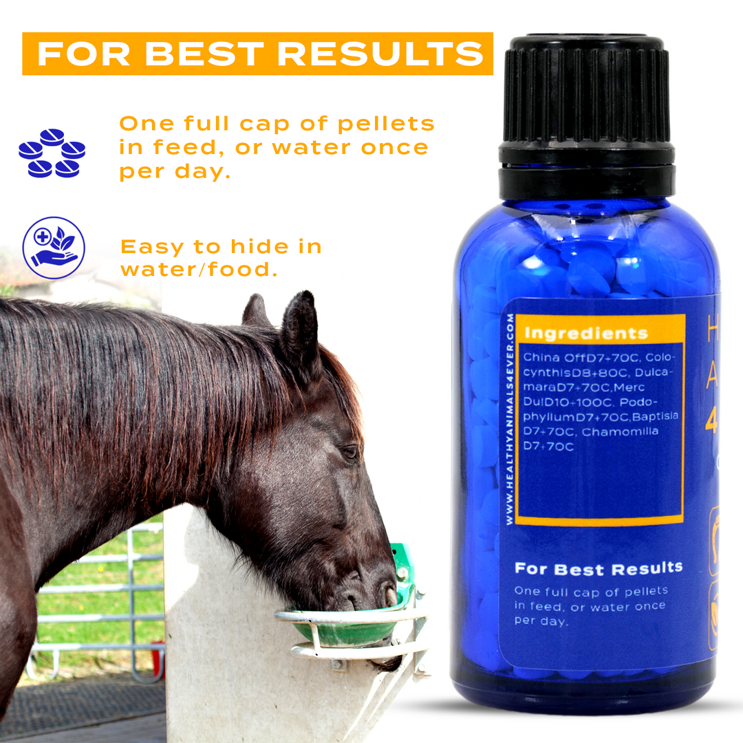 HORSE COLITIS SUPPORT