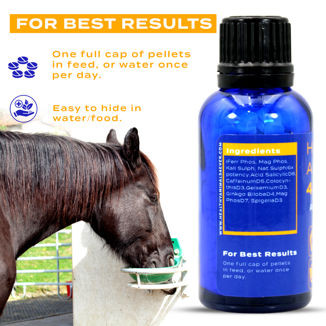 HORSE ARTHRITIS SUPPORT