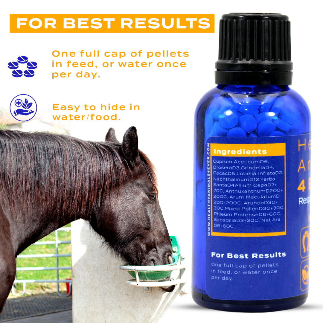 HORSE RESPIRATORY ISSUES SUPPORT Six Pack- Save 50%