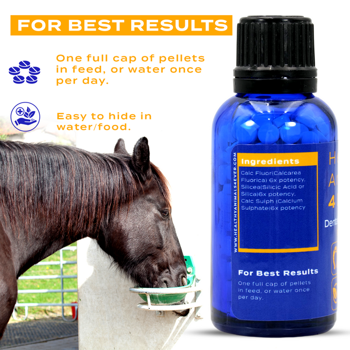 Horse Dental Issues Support Six Pack- Save 50%