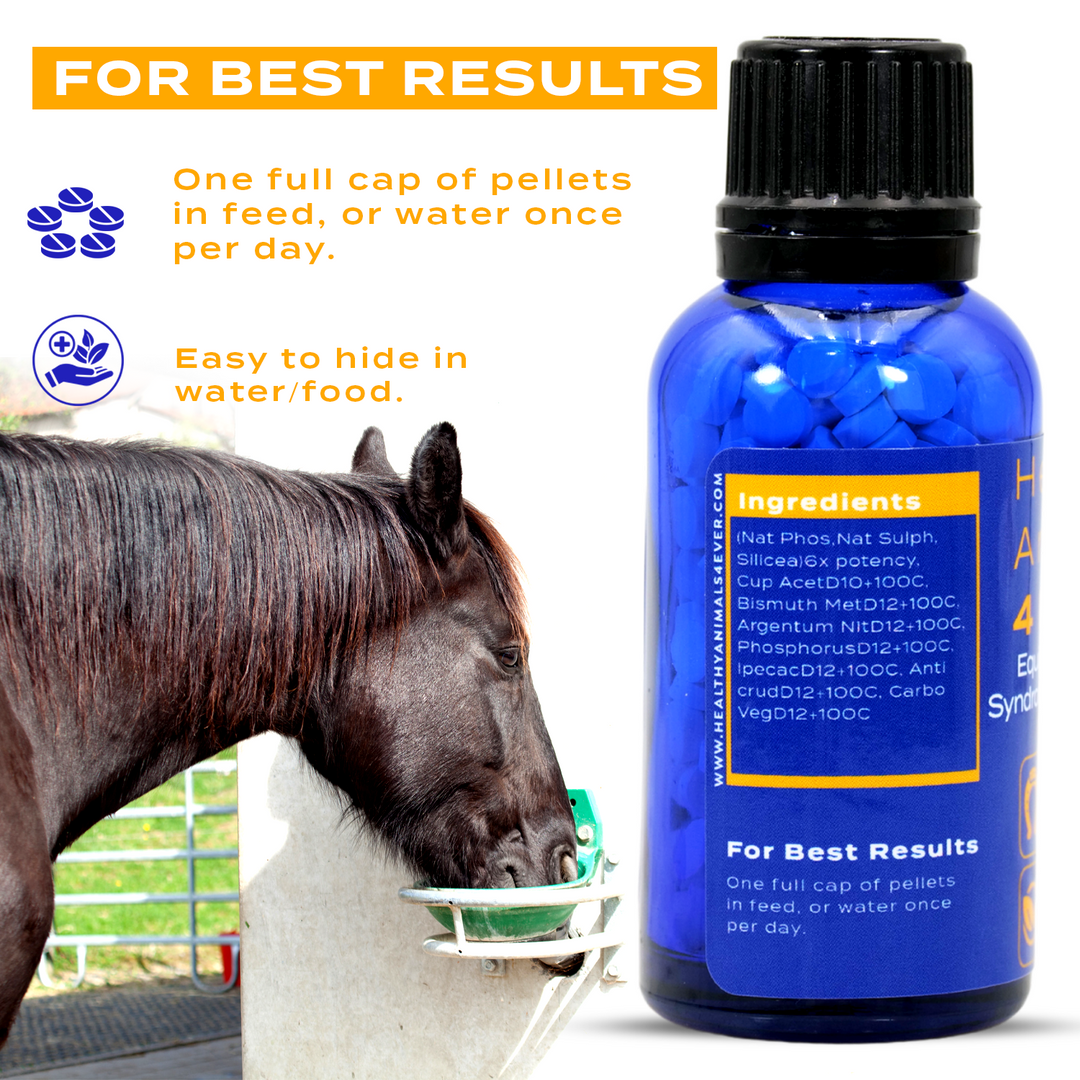 HORSE EQUINE GASTRIC ULCER SYNDROME SUPPORT