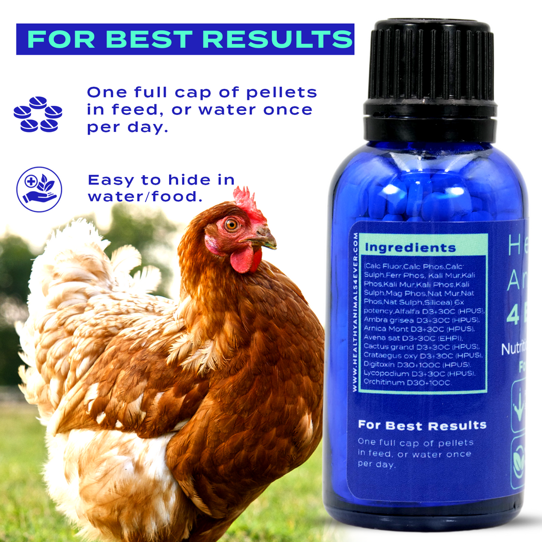 HEALTHYANIMALS4EVER ALL-NATURAL CHICKEN NUTRITIONAL DEFICIENCY SUPPLEMENT Six Pack- Save 50%