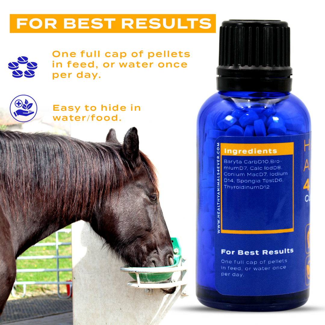 HORSE CUSHING DISEASE SUPPORT