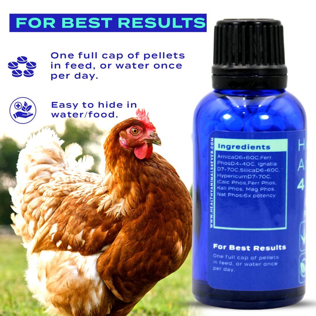 HEALTHYANIMALS4EVER ALL-NATURAL CHICKEN EGG BOOSTER Six Pack- Save 50%