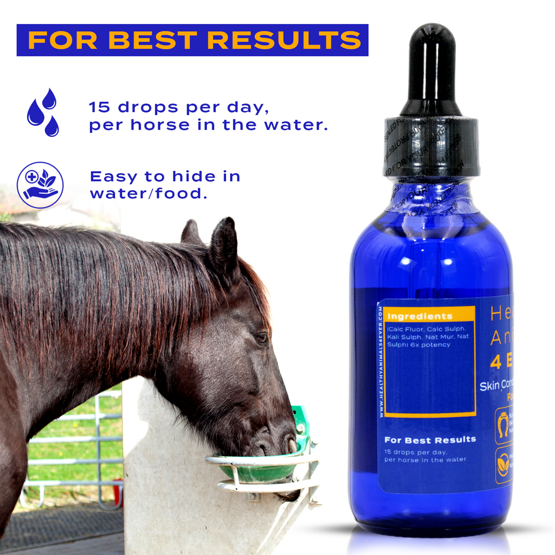 HORSE SKIN CONDITIONS SUPPORT (Liquid)