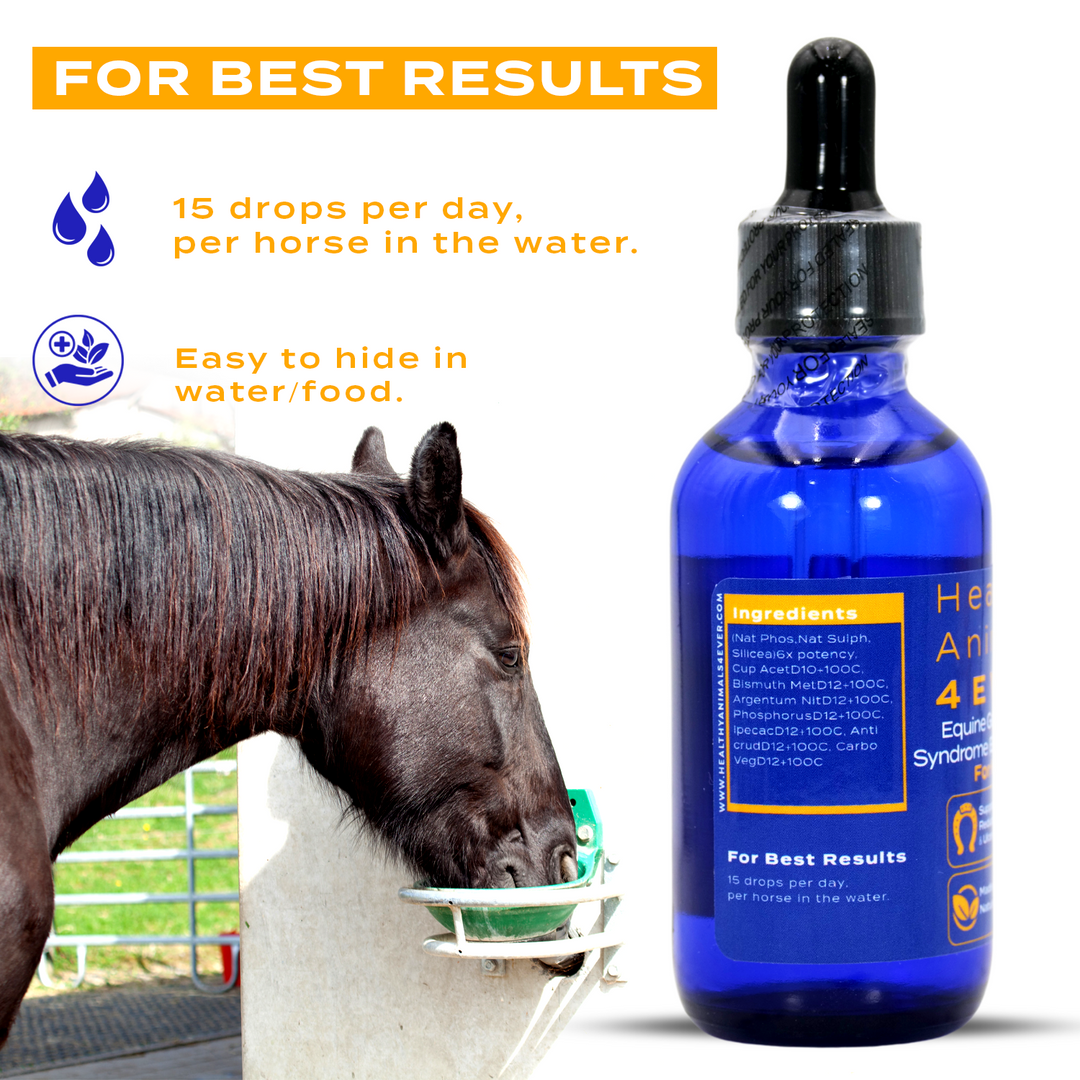 HORSE EQUINE GASTRIC ULCER SYNDROME SUPPORT (Liquid)Six Pack- Save 50%