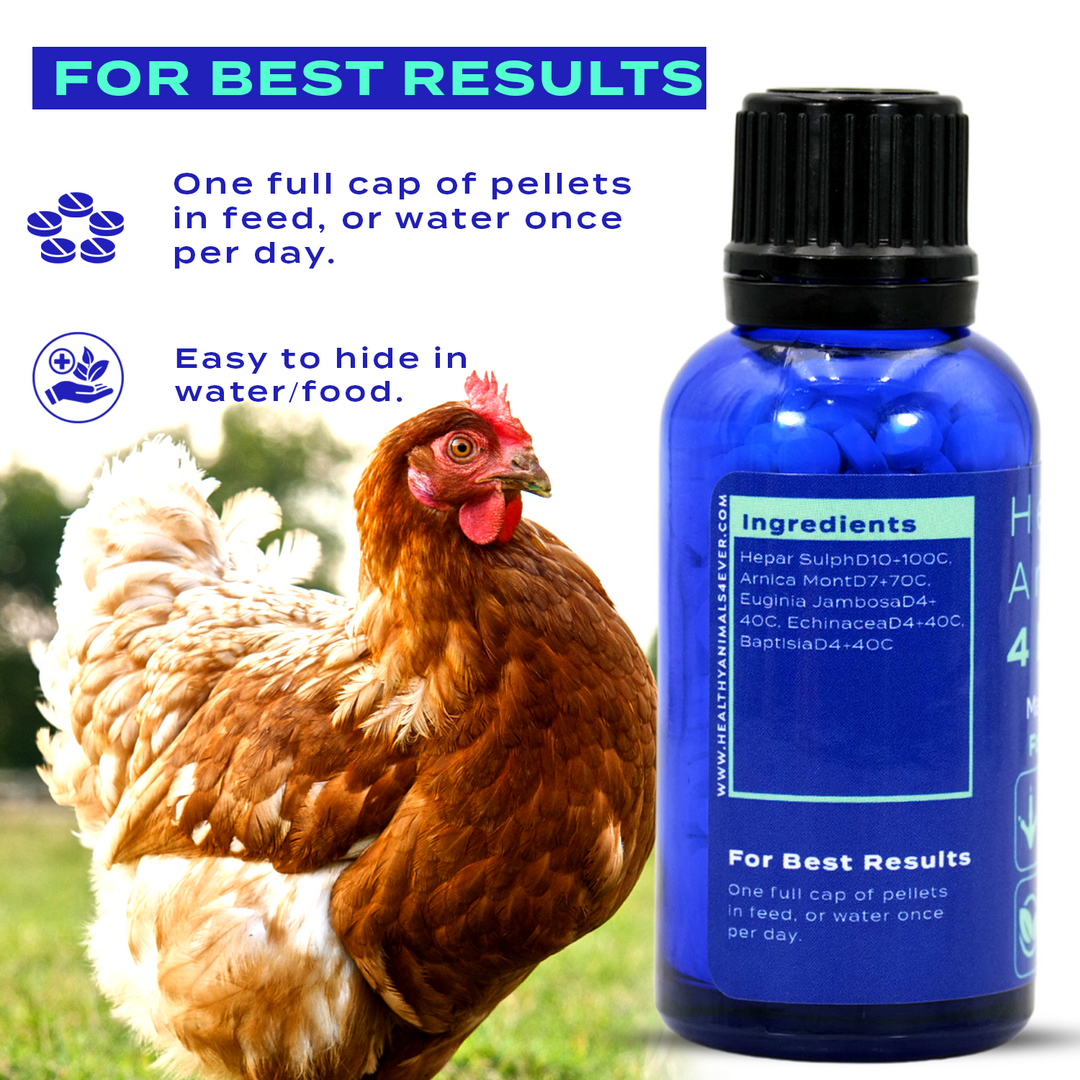 HEALTHYANIMALS4EVER ALL-NATURAL CHICKEN IMMUNITY SUPPORT FOR MAREK’S DISEASE Six Pack- Save 50%