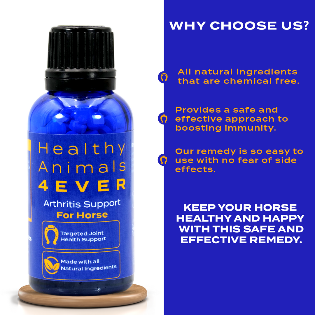 HORSE ARTHRITIS PRODUCT Six Pack- Save 50%