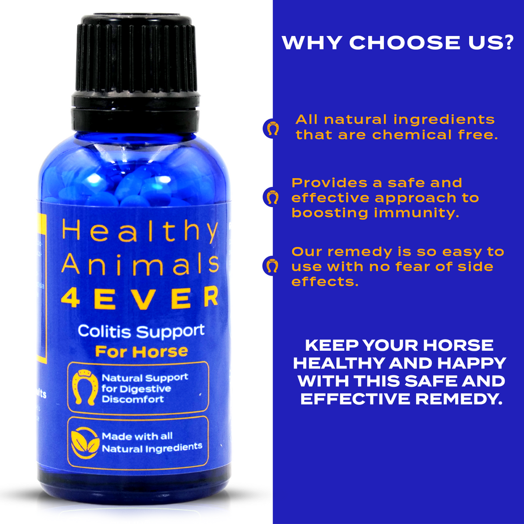 HORSE COLITIS SUPPORT