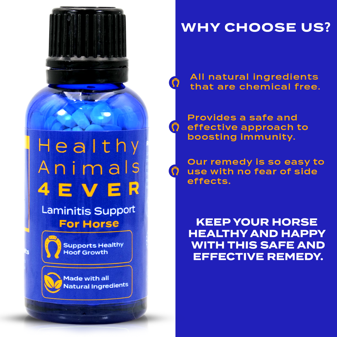 HORSE LAMINITIS SUPPORT