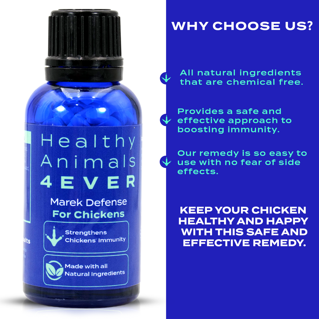 HEALTHYANIMALS4EVER ALL-NATURAL CHICKEN IMMUNITY SUPPORT FOR MAREK’S DISEASE