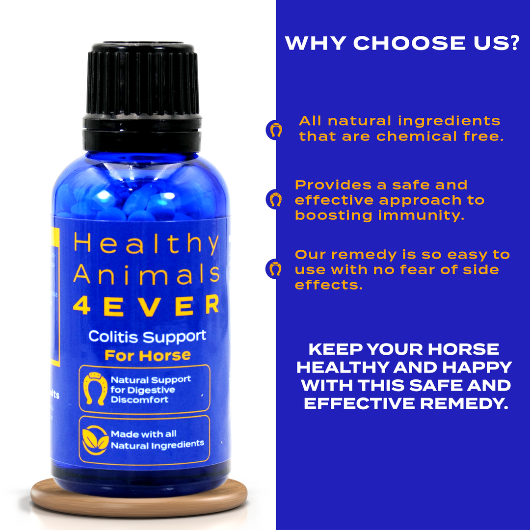 HORSE COLITIS SUPPORT Six Pack- Save 50%