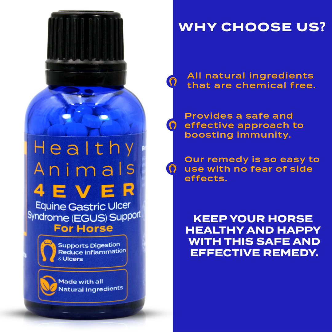 HORSE EQUINE GASTRIC ULCER SYNDROME SUPPORT