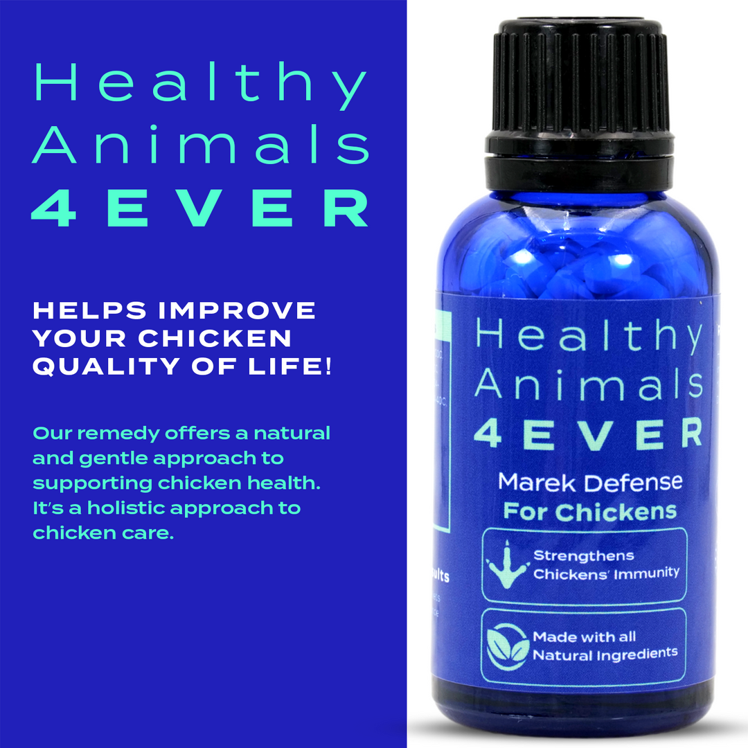 HEALTHYANIMALS4EVER ALL-NATURAL CHICKEN IMMUNITY SUPPORT FOR MAREK’S DISEASE Six Pack- Save 50%