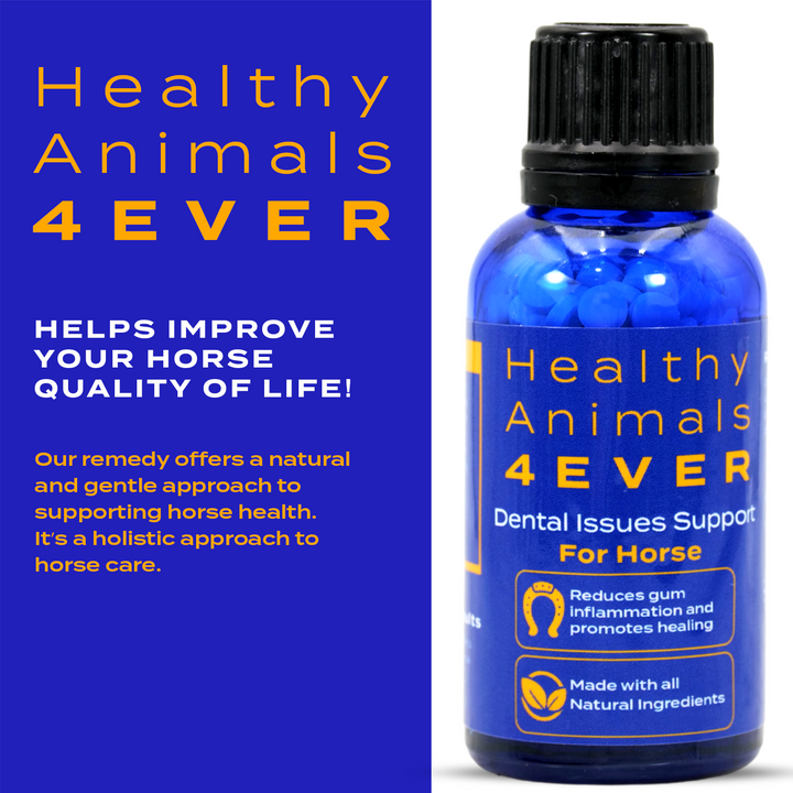 Horse Dental Issues Support Six Pack- Save 50%