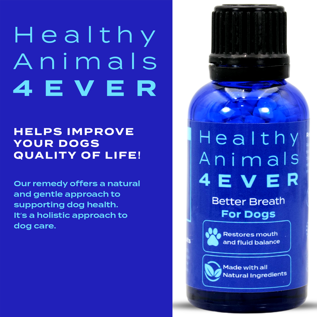 Better Breath - Dogs Six Pack- Save 50%