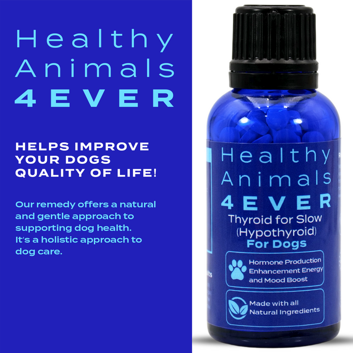 Natural Hypothyroidism Support Formula for Dogs, Triple Pack- Save 30%