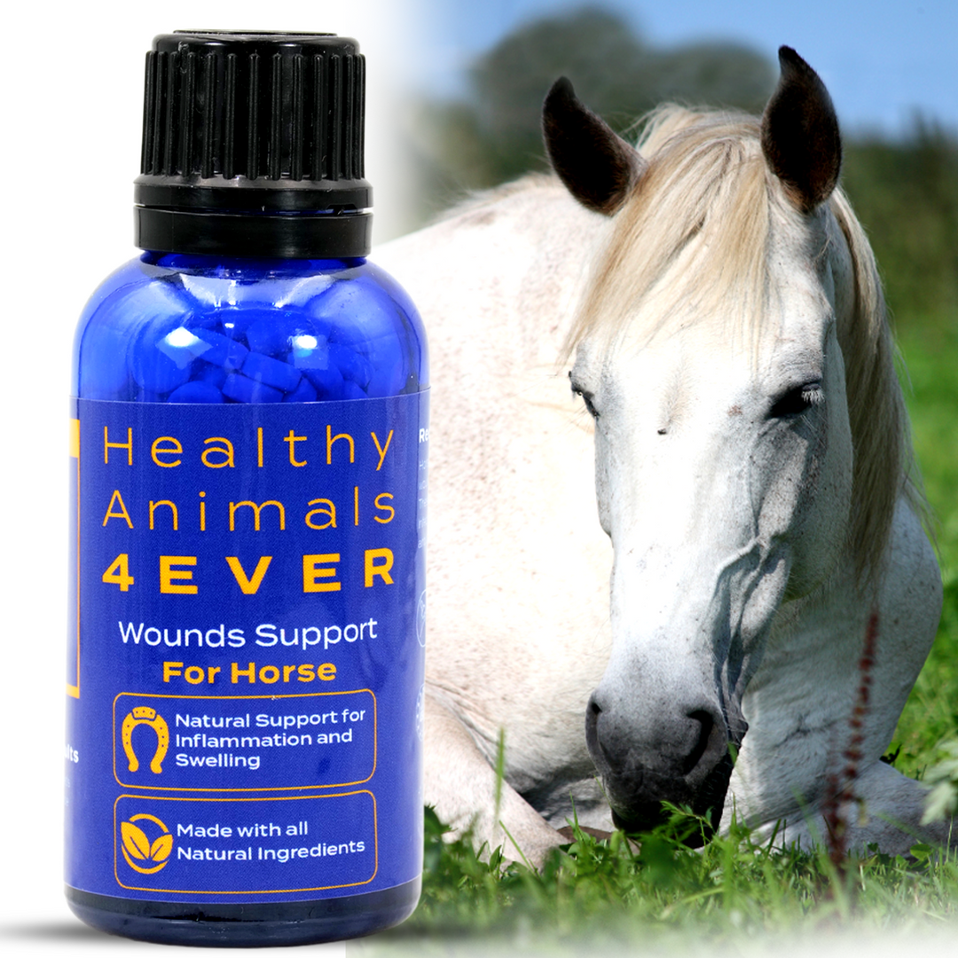 HORSE WOUNDS SUPPORT Six Pack- Save 50%