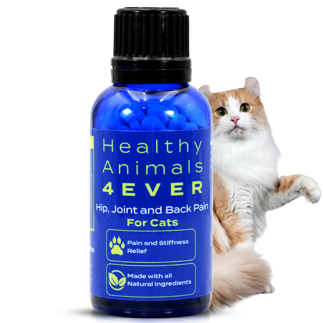 Hip Joint and Back Pain Relief Cats Healthy Animals 4Ever