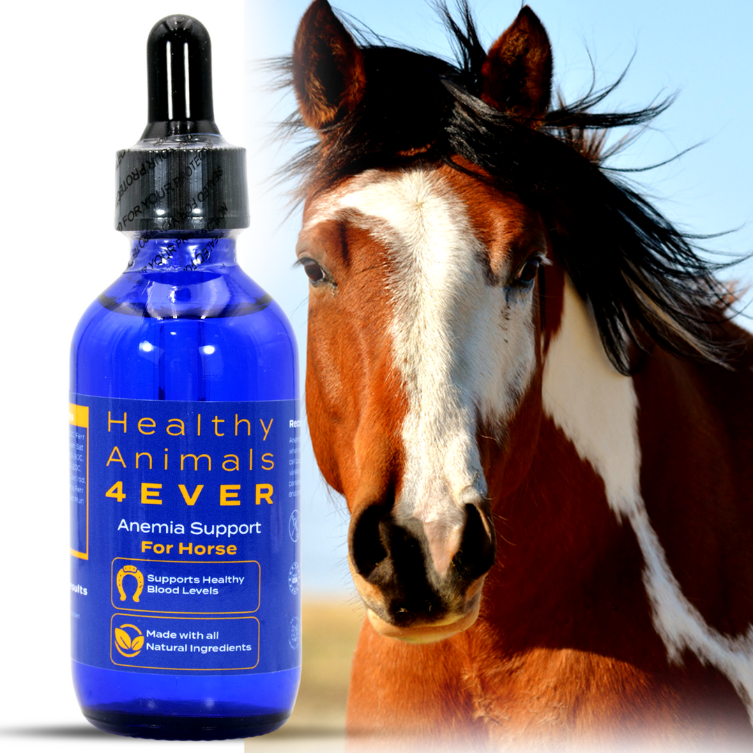 HORSE ANEMIA SUPPORT (Liquid) Triple Pack- Save 30%