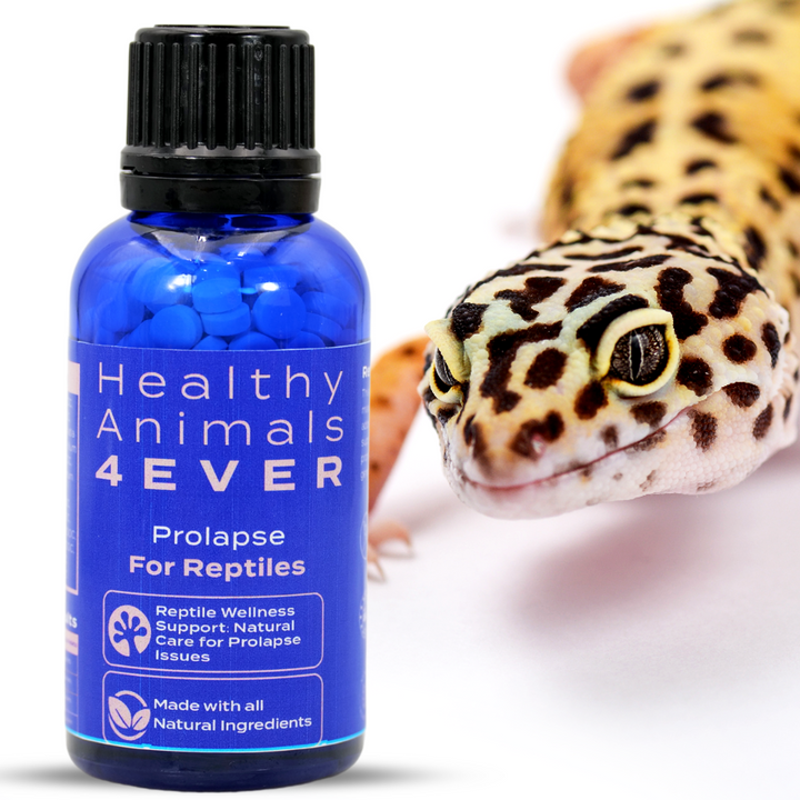 Reptile Wellness Support: Natural Care for Prolapse Issues