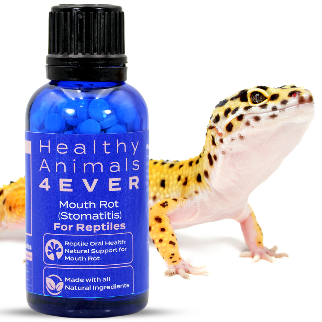 Reptile Oral Health: Natural Support for Mouth Rot