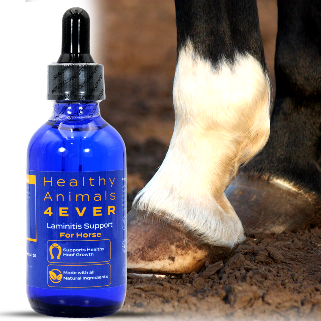 HORSE LAMINITIS SUPPORT (Liquid)Triple Pack- Save 30%