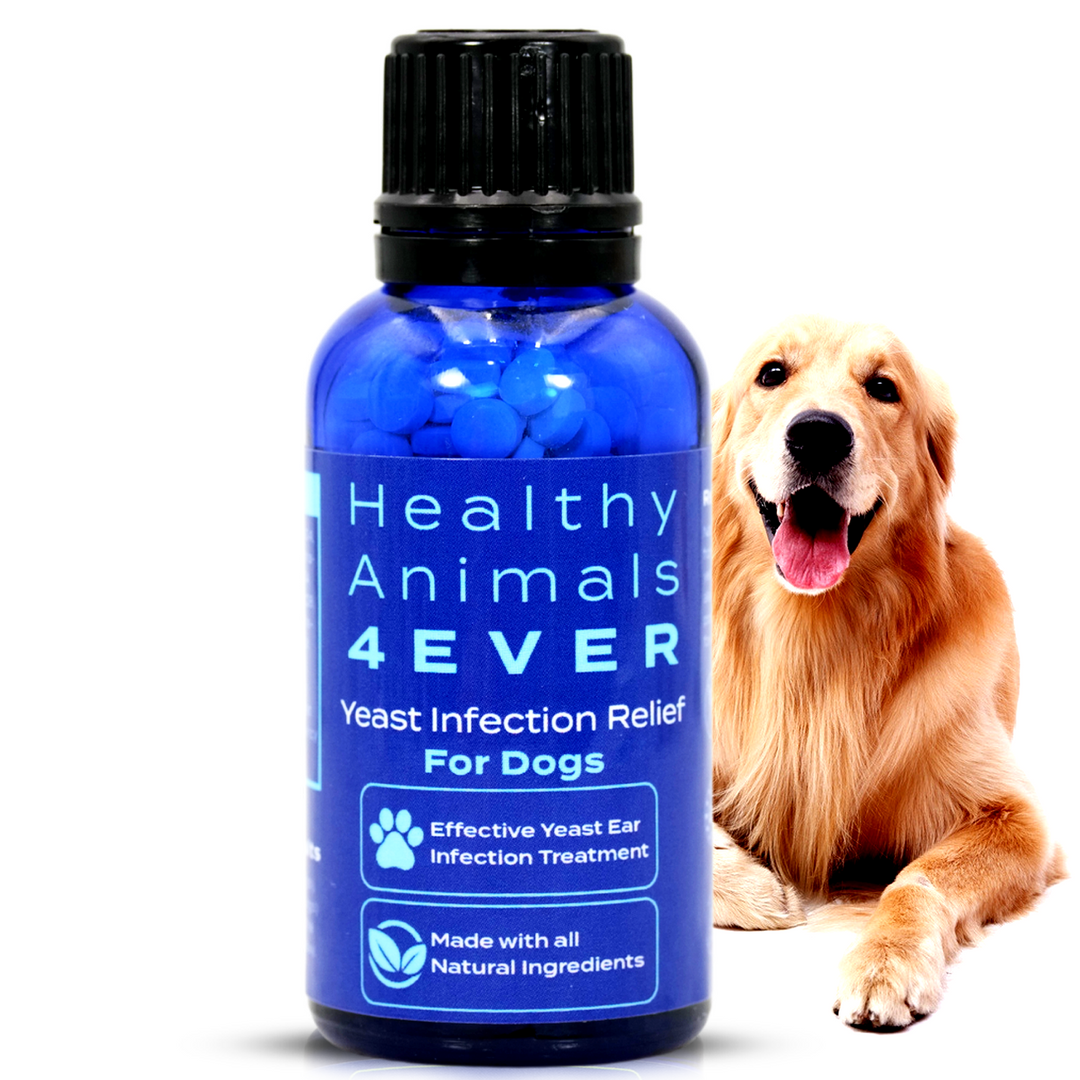 Yeast Infection Relief for Dogs