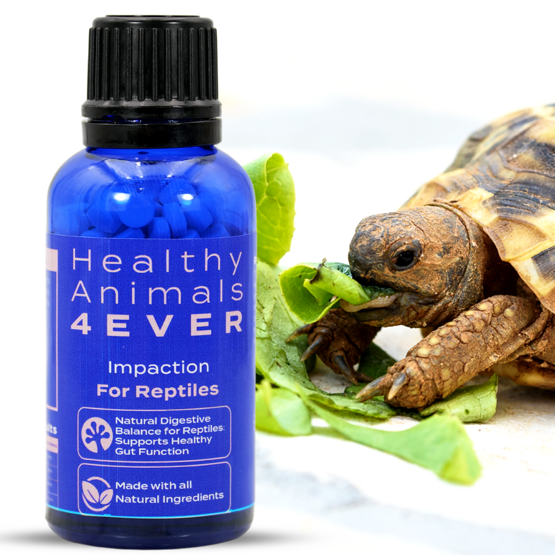 Natural Digestive Balance for Reptiles: Supports Healthy Gut Function