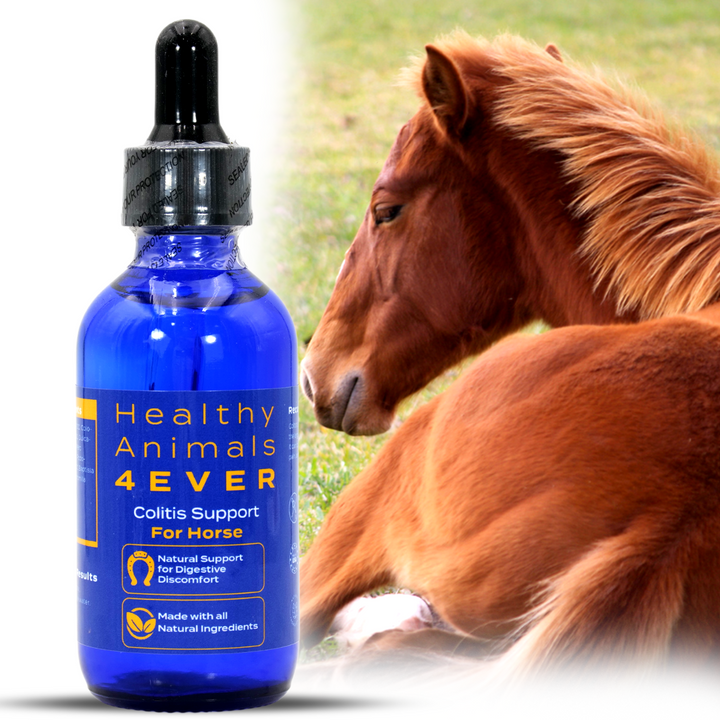 HORSE COLITIS SUPPORT (Liquid)