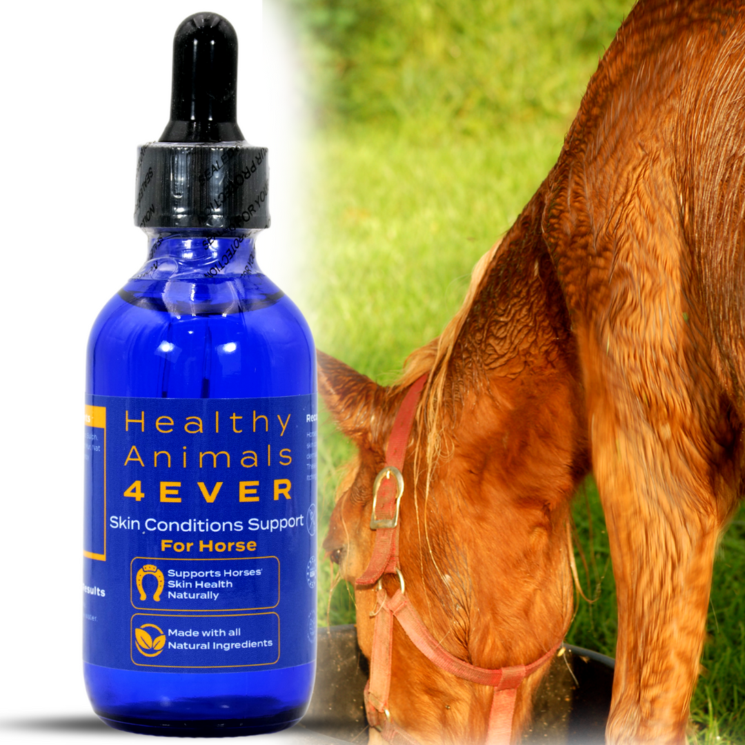 HORSE SKIN CONDITIONS SUPPORT (Liquid)Six Pack- Save 50%