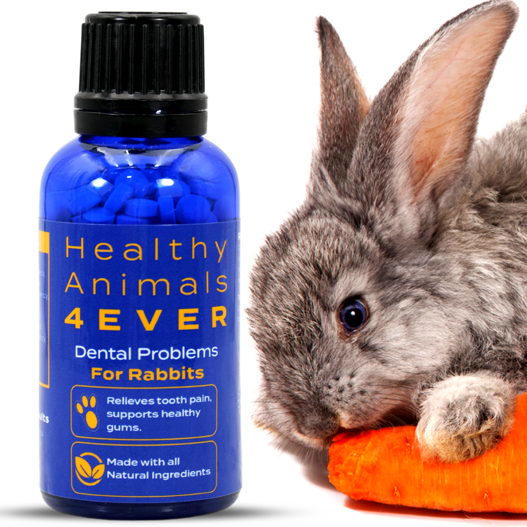 Dental Problems Remedy for Rabbits  Triple Pack- Save 30%