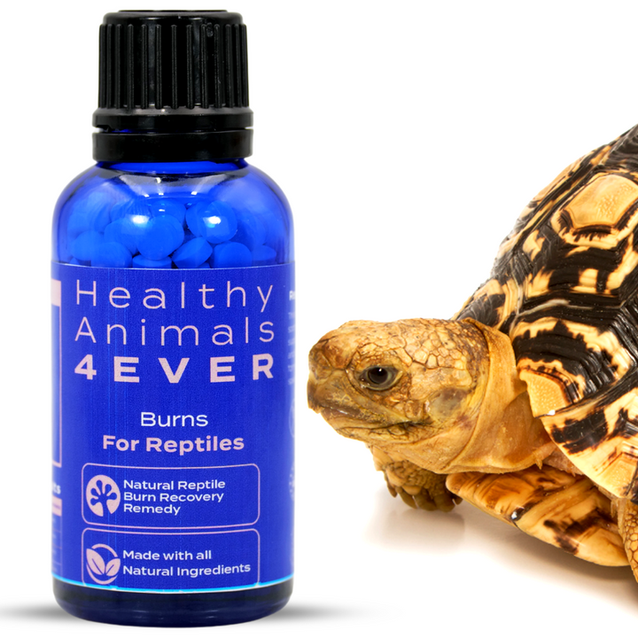 HeatShield: Natural Reptile Burn Recovery Remedy Six Pack- Save 50%