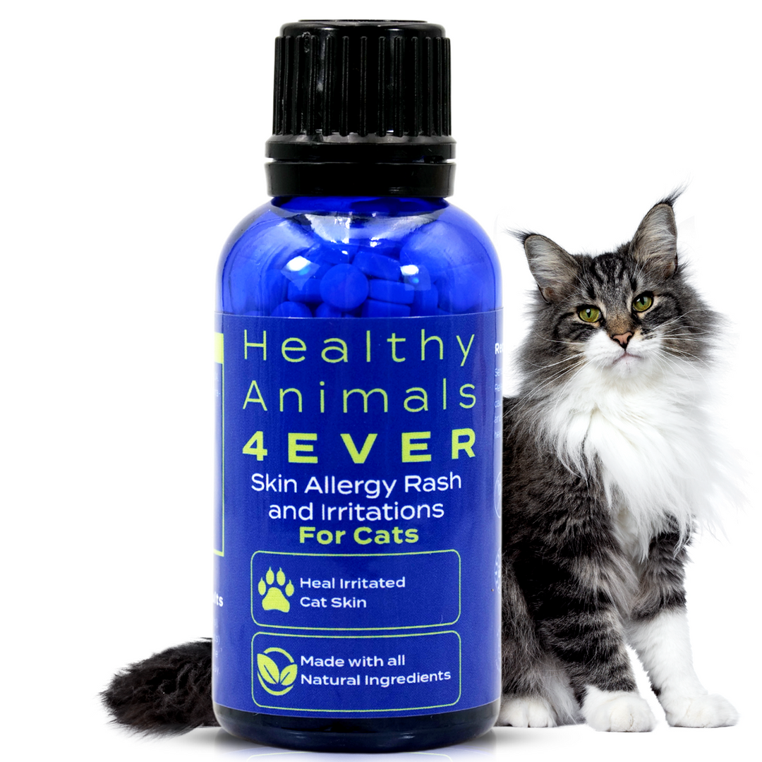 Skin Allergy Rash and Irritations - Cats