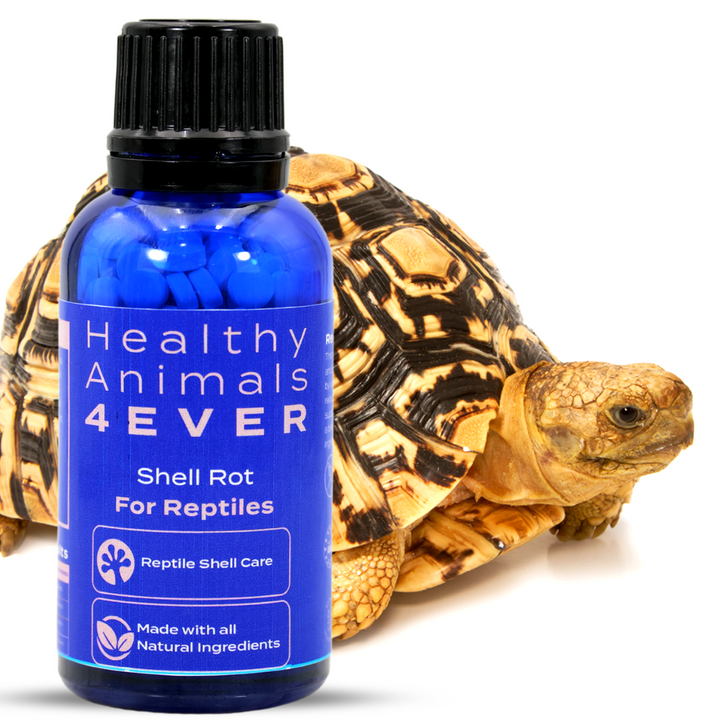 Reptile Shell Care Six Pack- Save 50%