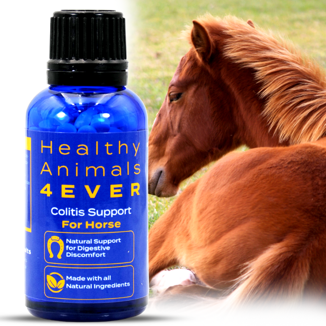 HORSE COLITIS SUPPORT