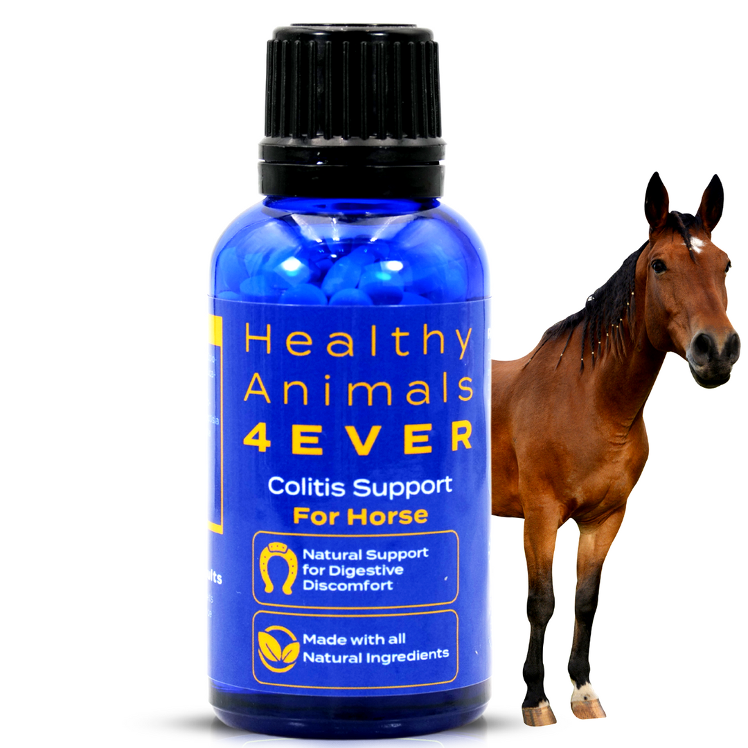 HORSE COLITIS SUPPORT