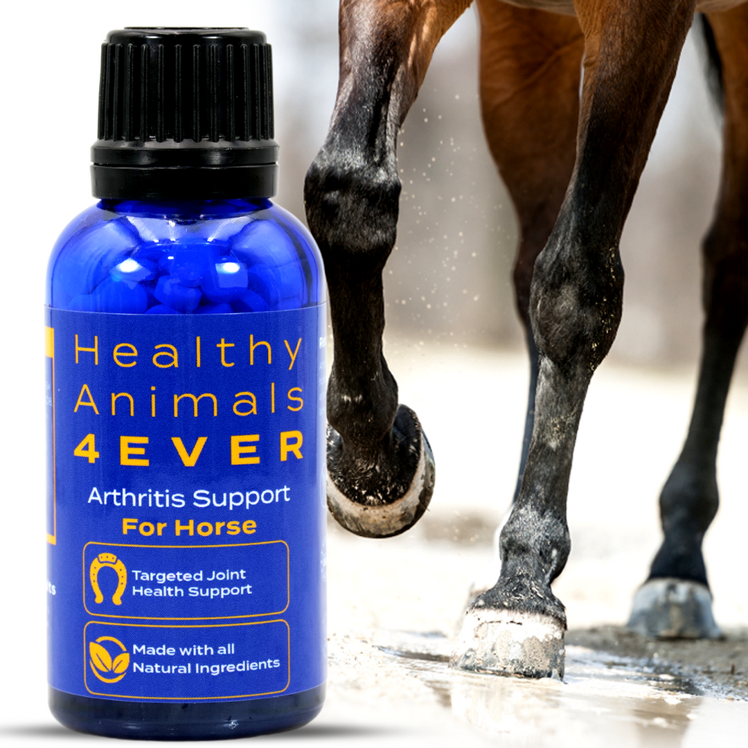 HORSE ARTHRITIS PRODUCT Six Pack- Save 50%