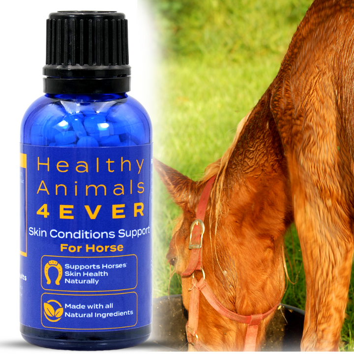 HORSE SKIN CONDITIONS SUPPORT Six Pack- Save 50%