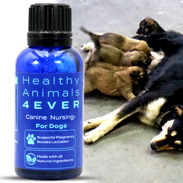 HEALTHY ANIMALS 4EVER - NURSING SUPPORT FOR DOGS