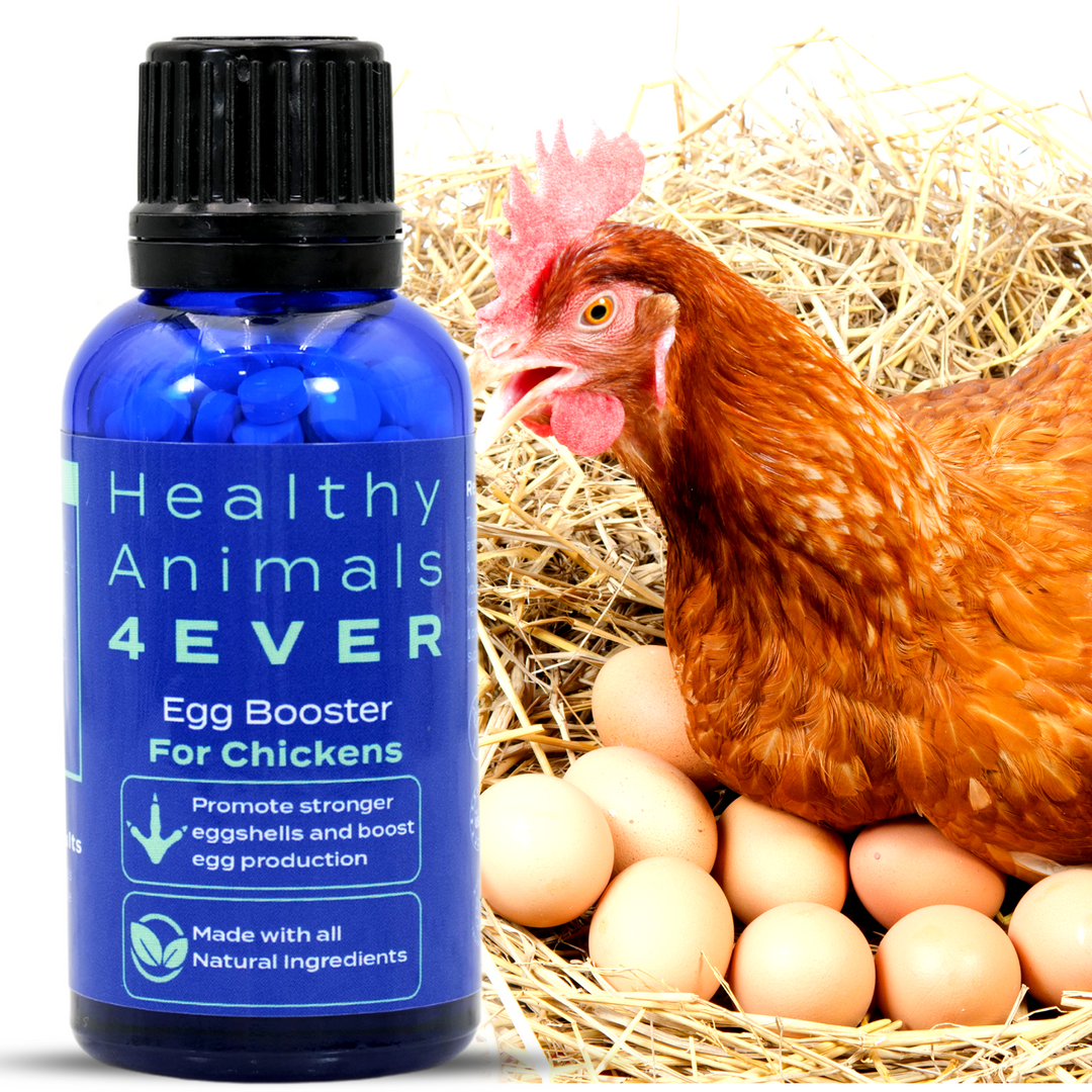 HEALTHYANIMALS4EVER ALL-NATURAL CHICKEN EGG BOOSTER Triple Pack- Save 30%