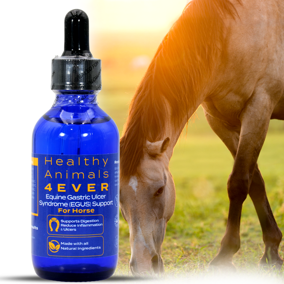 HORSE EQUINE GASTRIC ULCER SYNDROME SUPPORT (Liquid)Six Pack- Save 50%