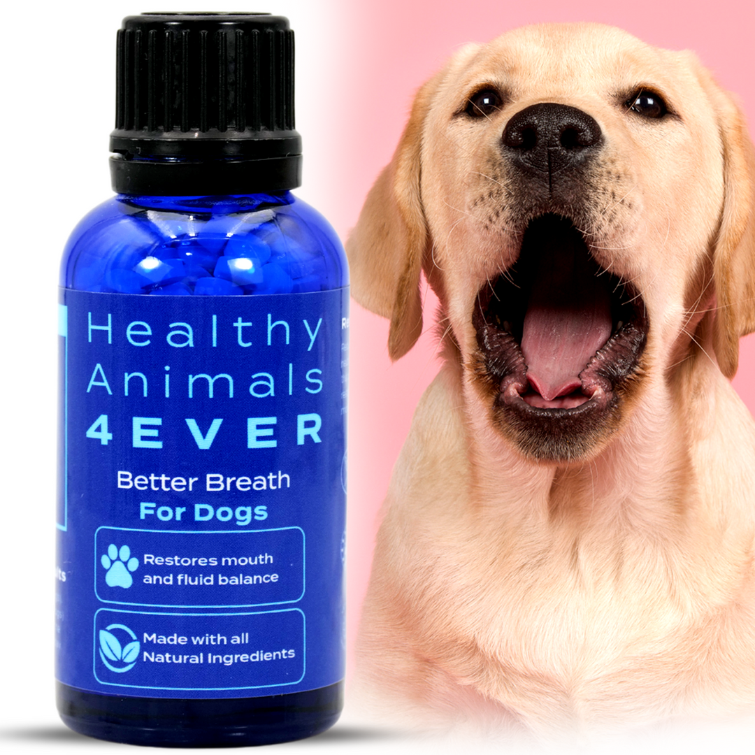 Better Breath - Dogs Six Pack- Save 50%