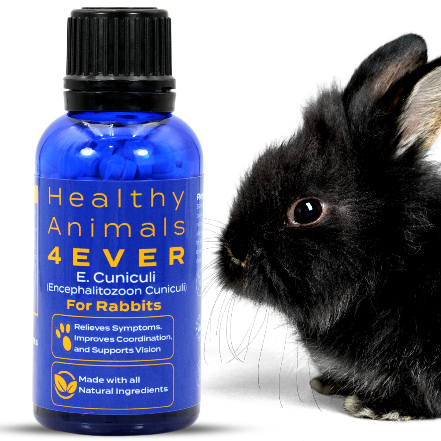 How Can You Create a Toxin-Free Home for Your Pets? – Healthy Animals 4Ever